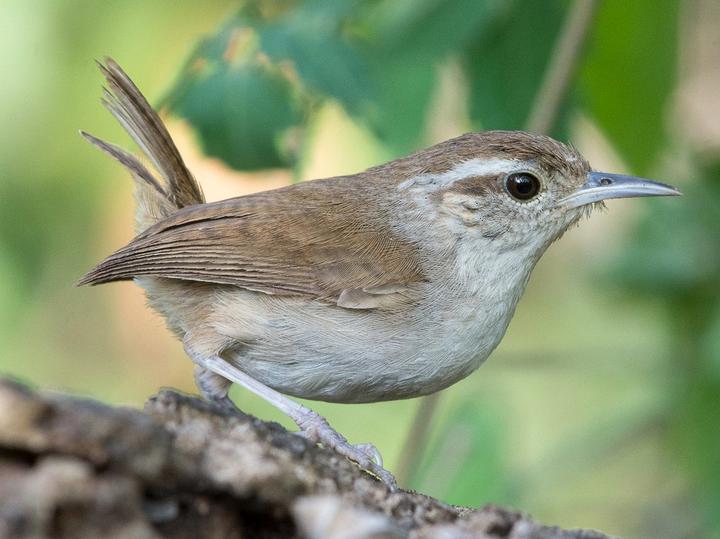 White-bellied Wren