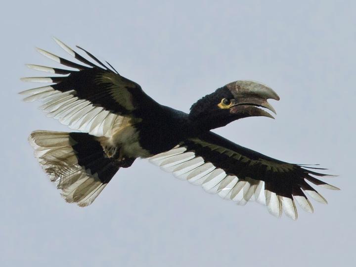 White-thighed Hornbill