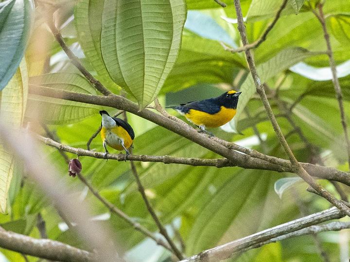 White-vented Euphonia