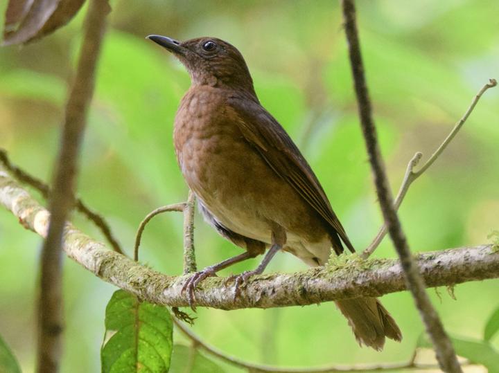 Pale-vented Thrush