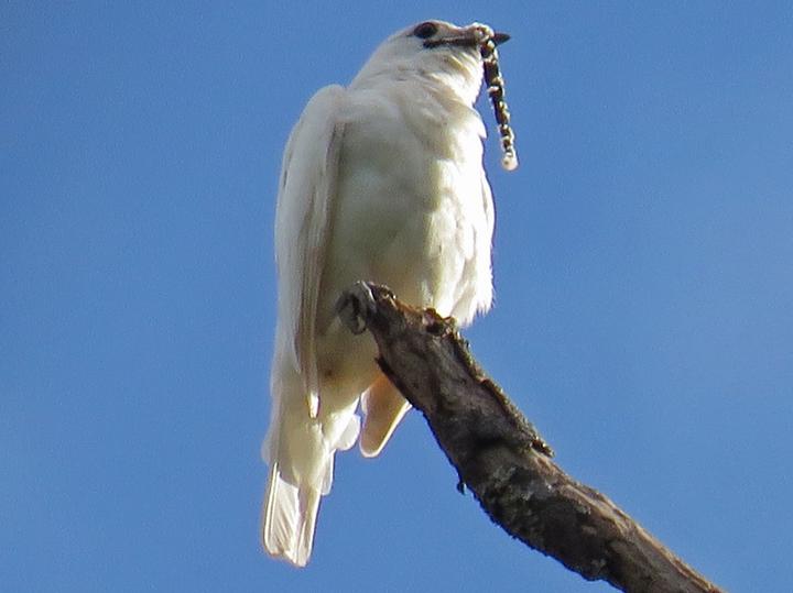 White Bellbird