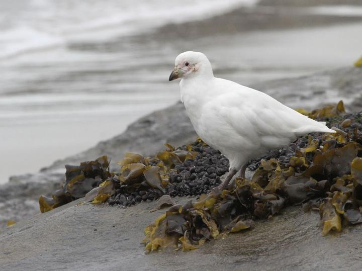 Snowy Sheathbill