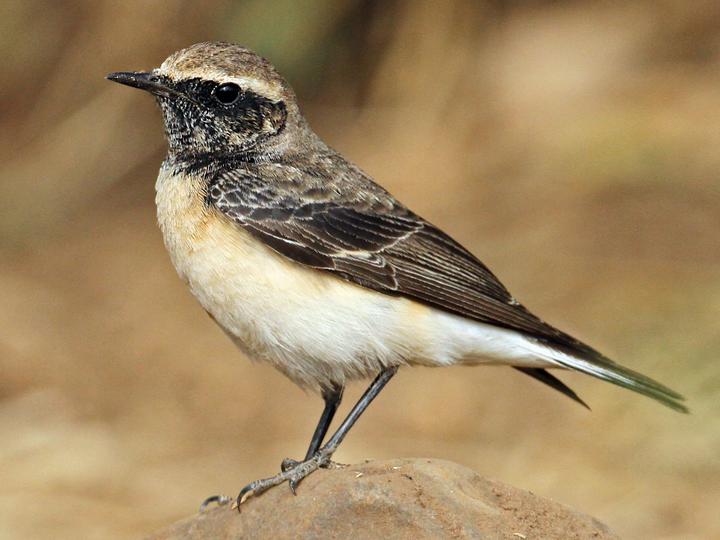 Pied Wheatear