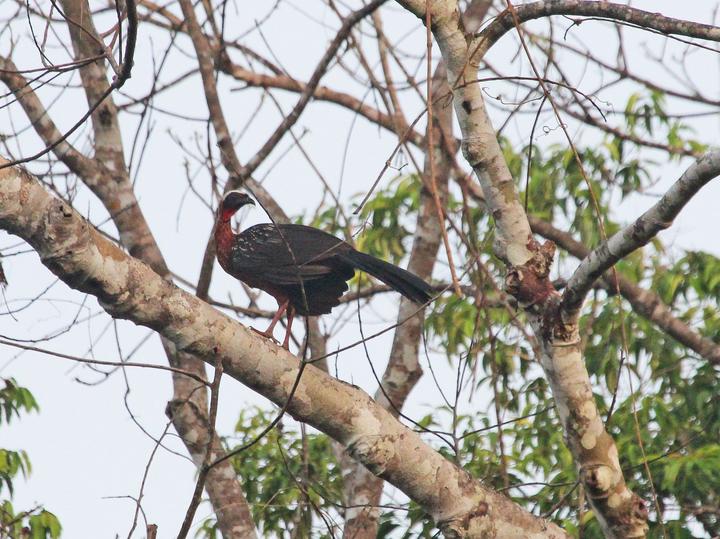 White-crested Guan