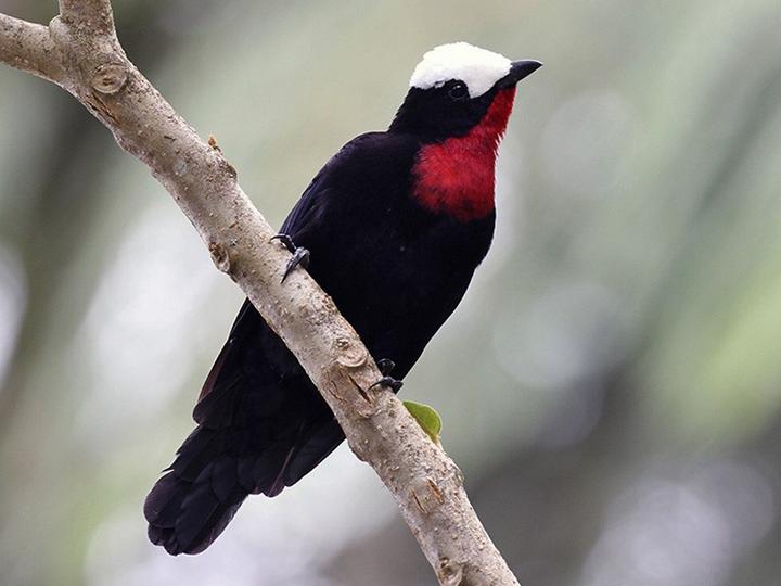 White-capped Tanager