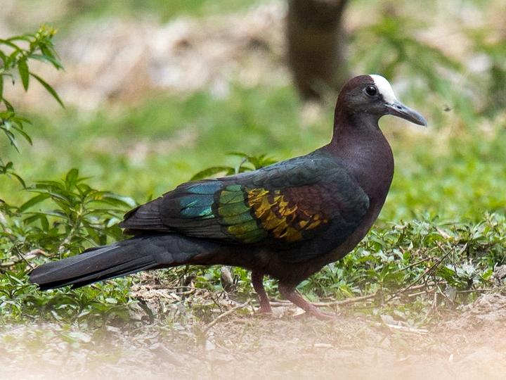 New Guinea Bronzewing