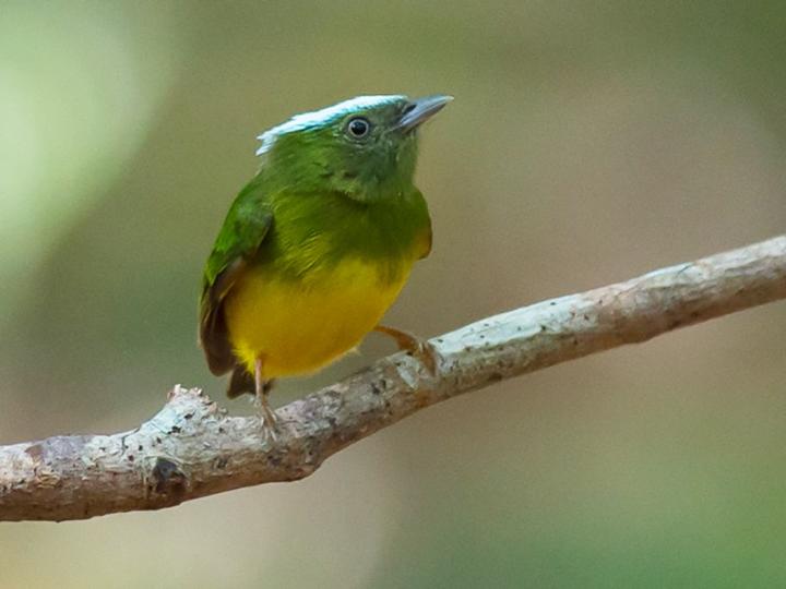 Snow-capped Manakin