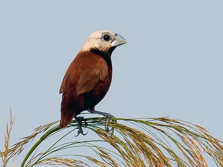 White-capped Munia