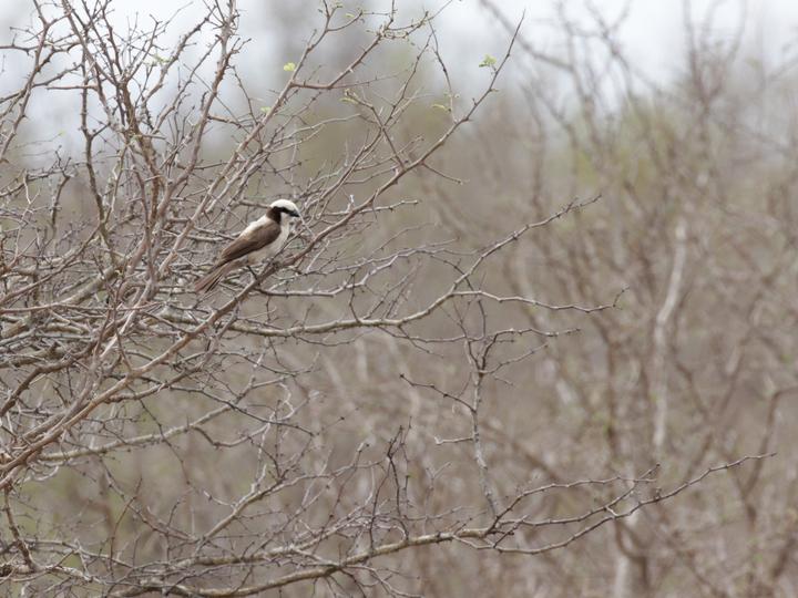 Southern White-crowned Shrike