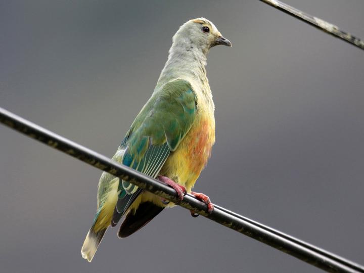 White-capped Fruit Dove