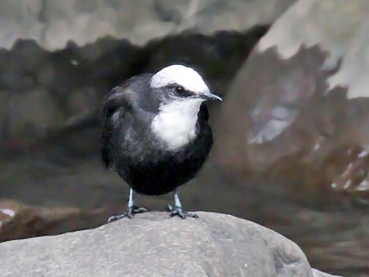 White-capped Dipper