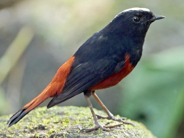 White-capped Redstart