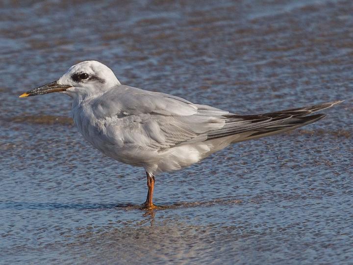 Snowy-crowned Tern