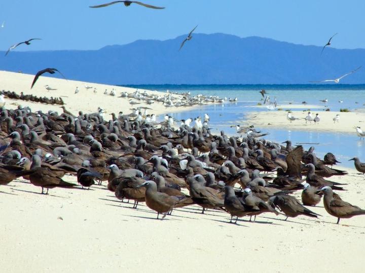 Brown Noddy