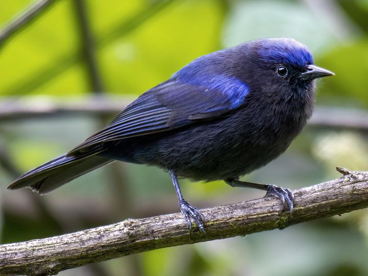 Capped Conebill