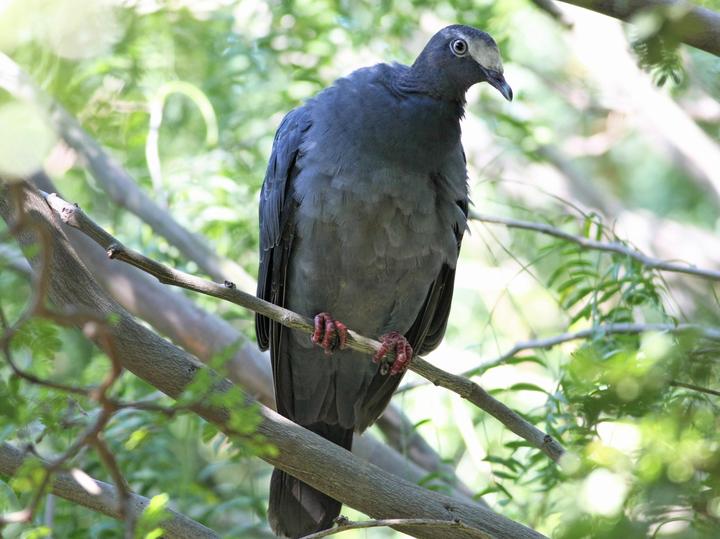 White-crowned Pigeon