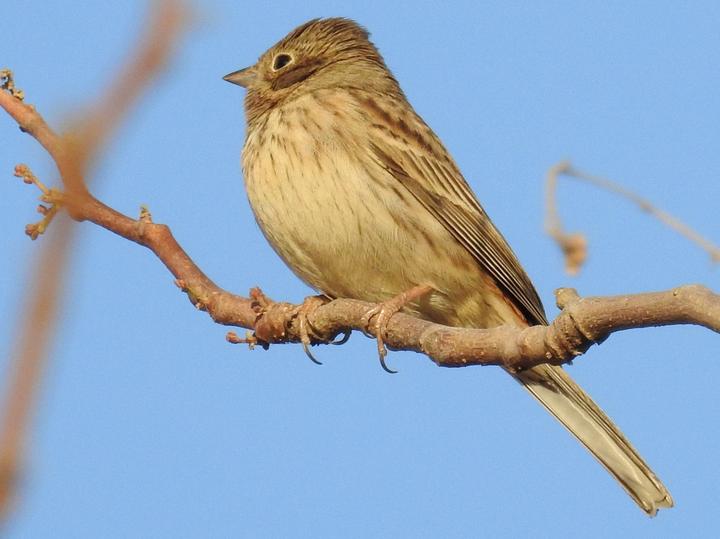 White-capped Bunting