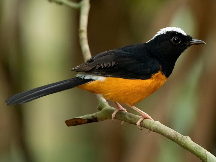 White-crowned Shama