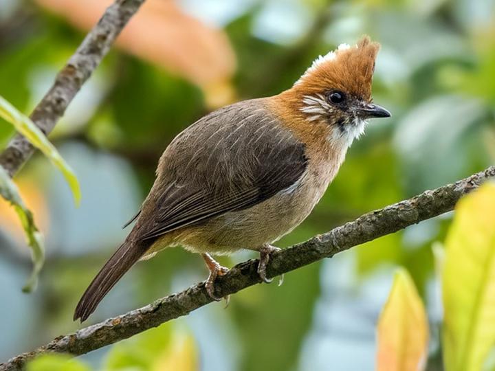White-naped Yuhina