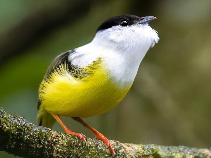 White-bearded Manakin