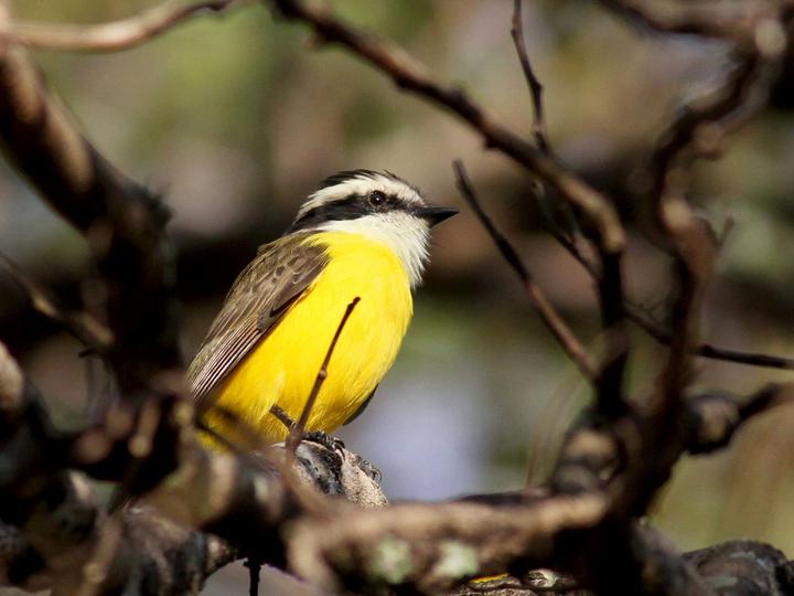 White-bearded Flycatcher