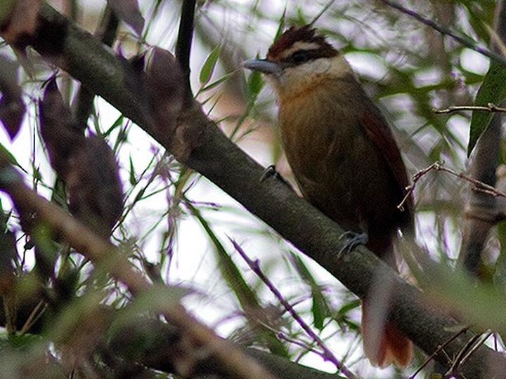 White-bearded Antshrike