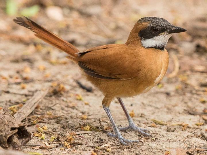 White-whiskered Spinetail