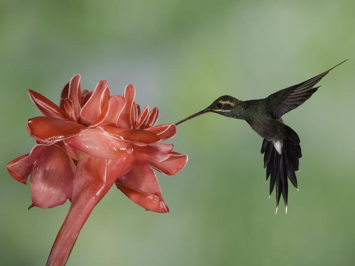 White-whiskered Hermit