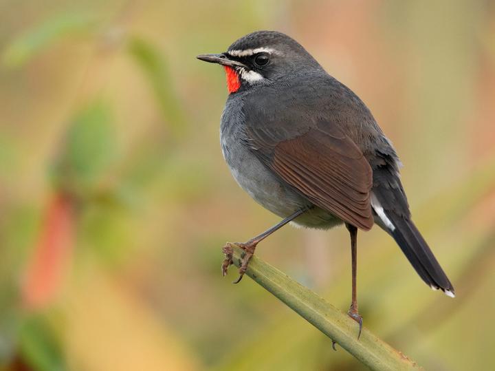 Chinese Rubythroat