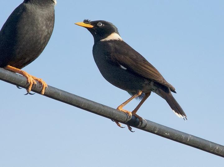 Collared Myna