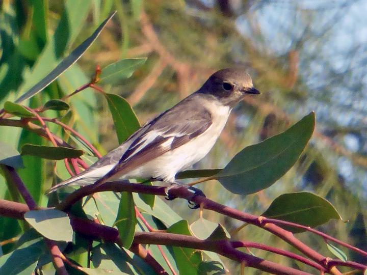 Collared Flycatcher