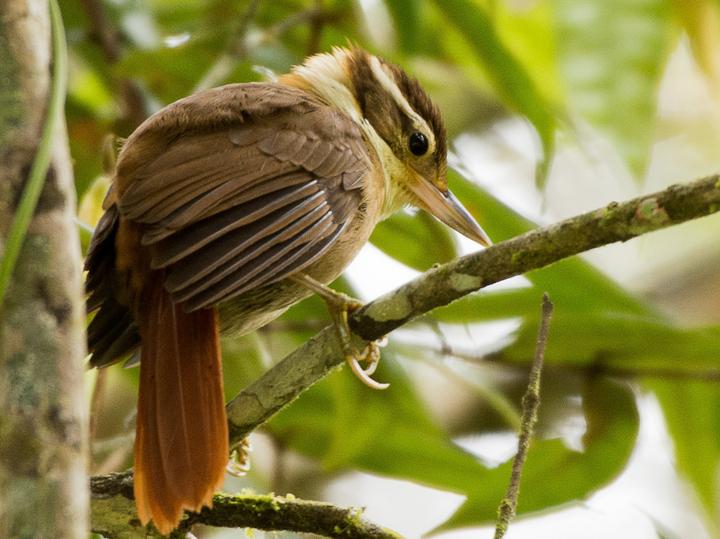 White-collared Foliage-gleaner