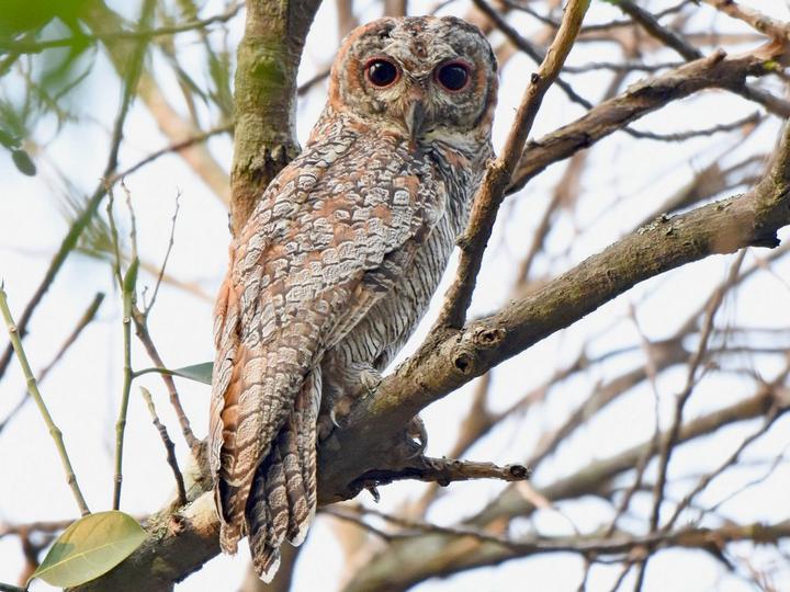 Mottled Wood Owl
