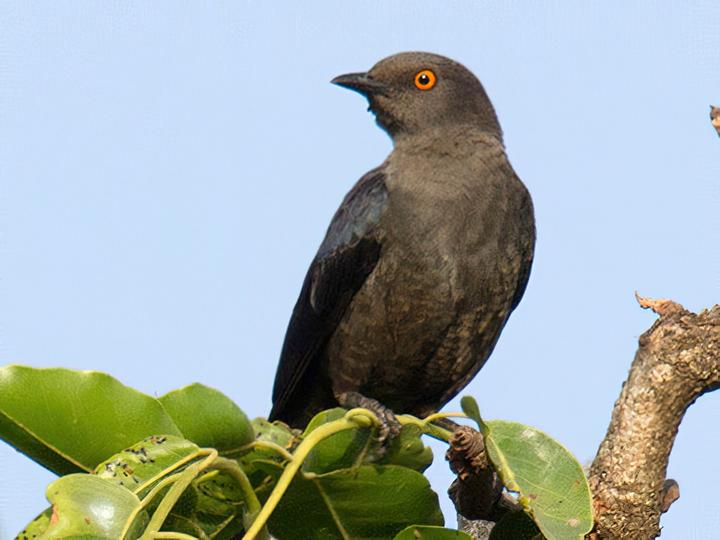 White-collared Starling