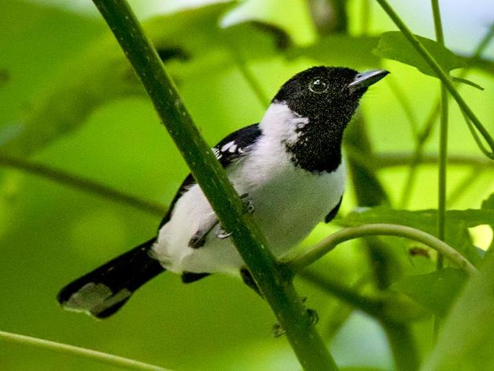 White-collared Monarch