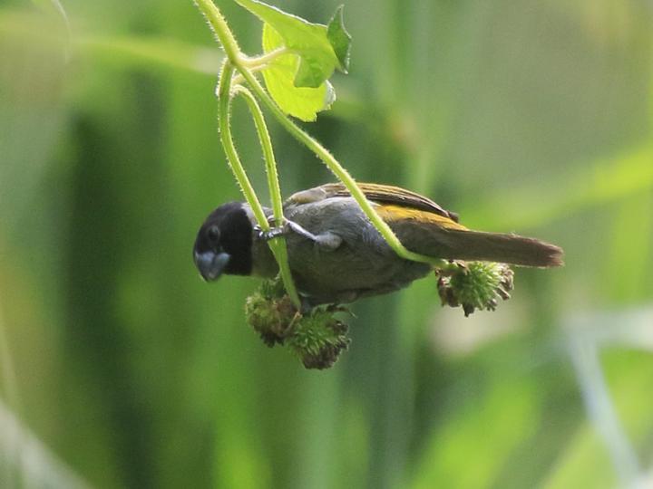 White-collared Oliveback