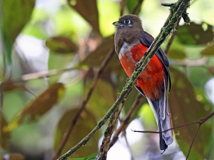 Collared Trogon