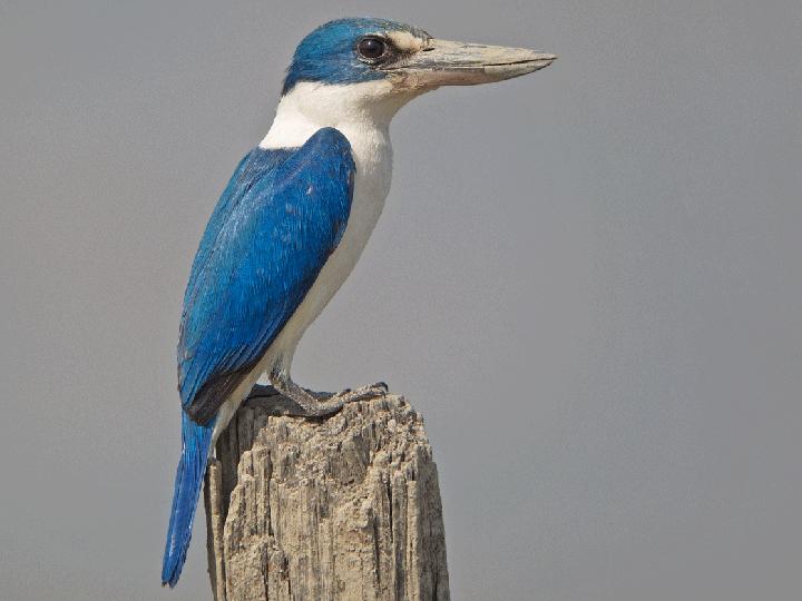 Collared Kingfisher