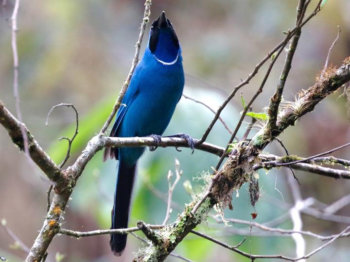 White-collared Jay