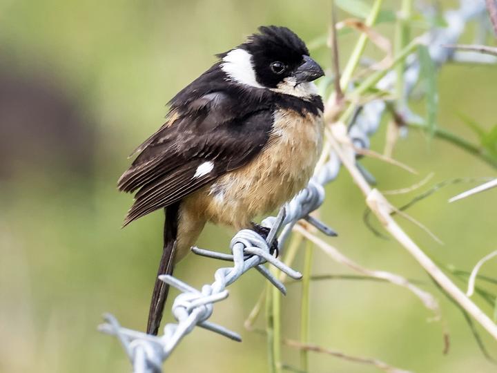 Cinnamon-rumped Seedeater