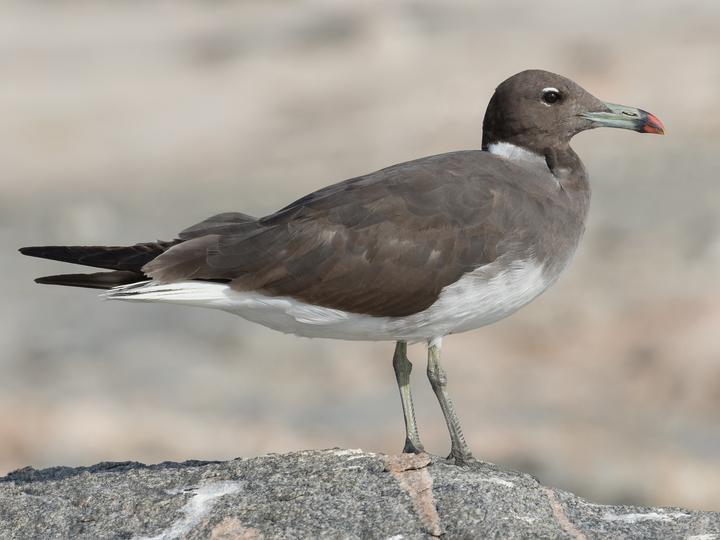 Sooty Gull