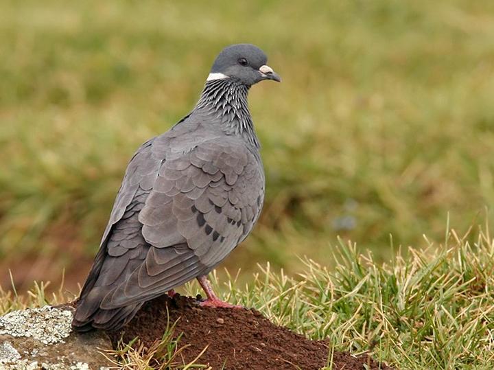 White-collared Pigeon