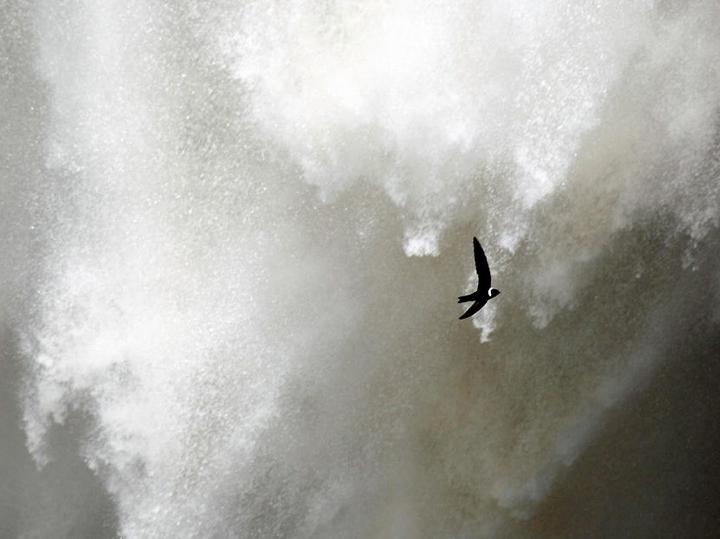 White-collared Swift