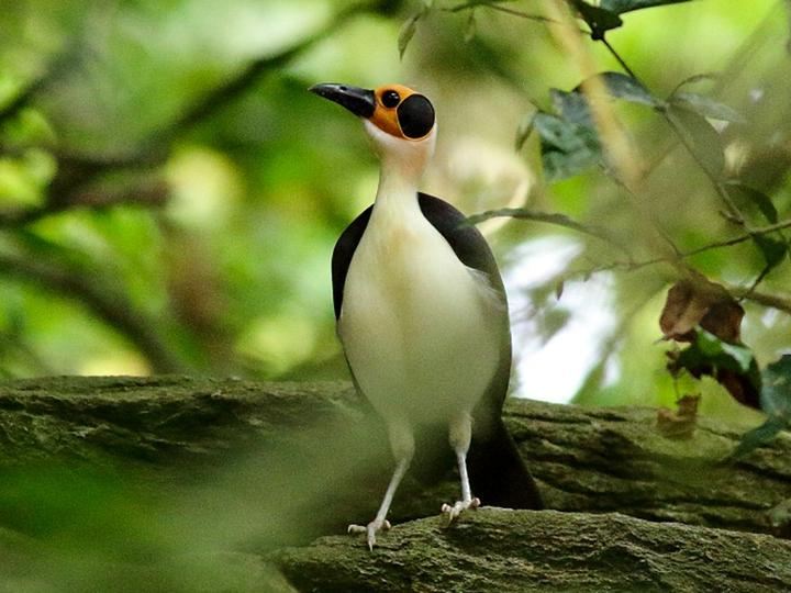 White-necked Rockfowl