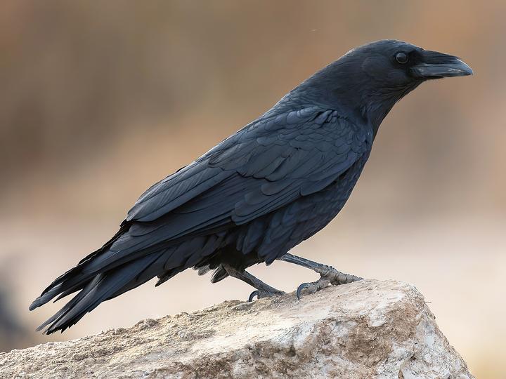 Chihuahuan Raven
