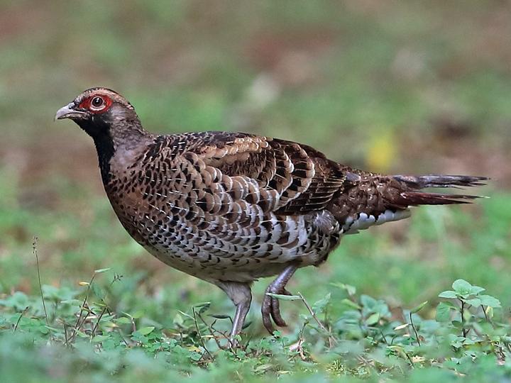 Elliot's Pheasant