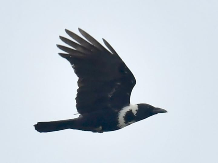 Collared Crow