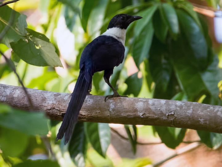 White-necked Myna