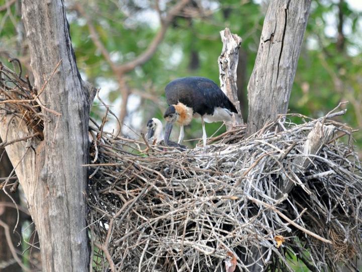 Asian Woolly-necked Stork