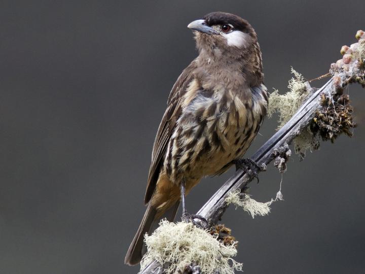 White-cheeked Cotinga